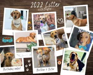 client photo collage of red fox labrador puppies from 2022 litter