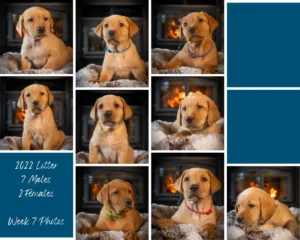 photo collage of red fox labrador puppies from 2022