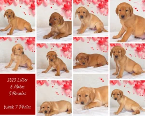 photo collage of red fox labrador puppies from 2023