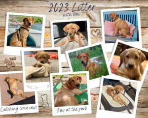 client photo collage of red fox labrador puppies from 2023