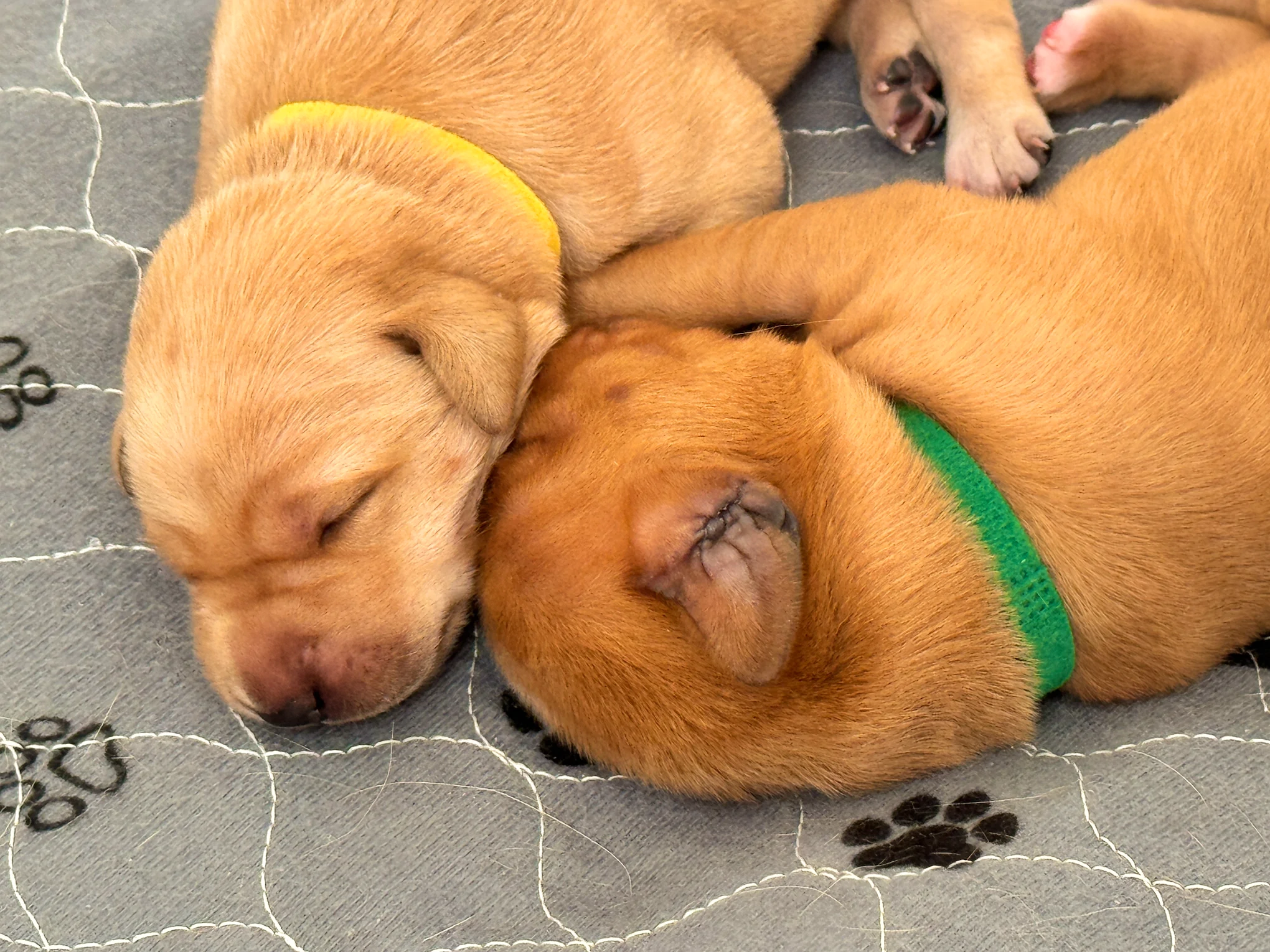 Two red labrador puppies sleeping together