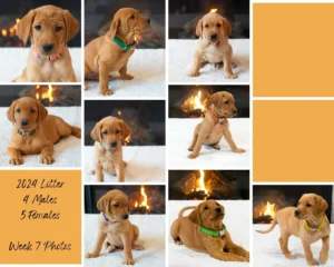 2024 litter of red fox labrador puppies