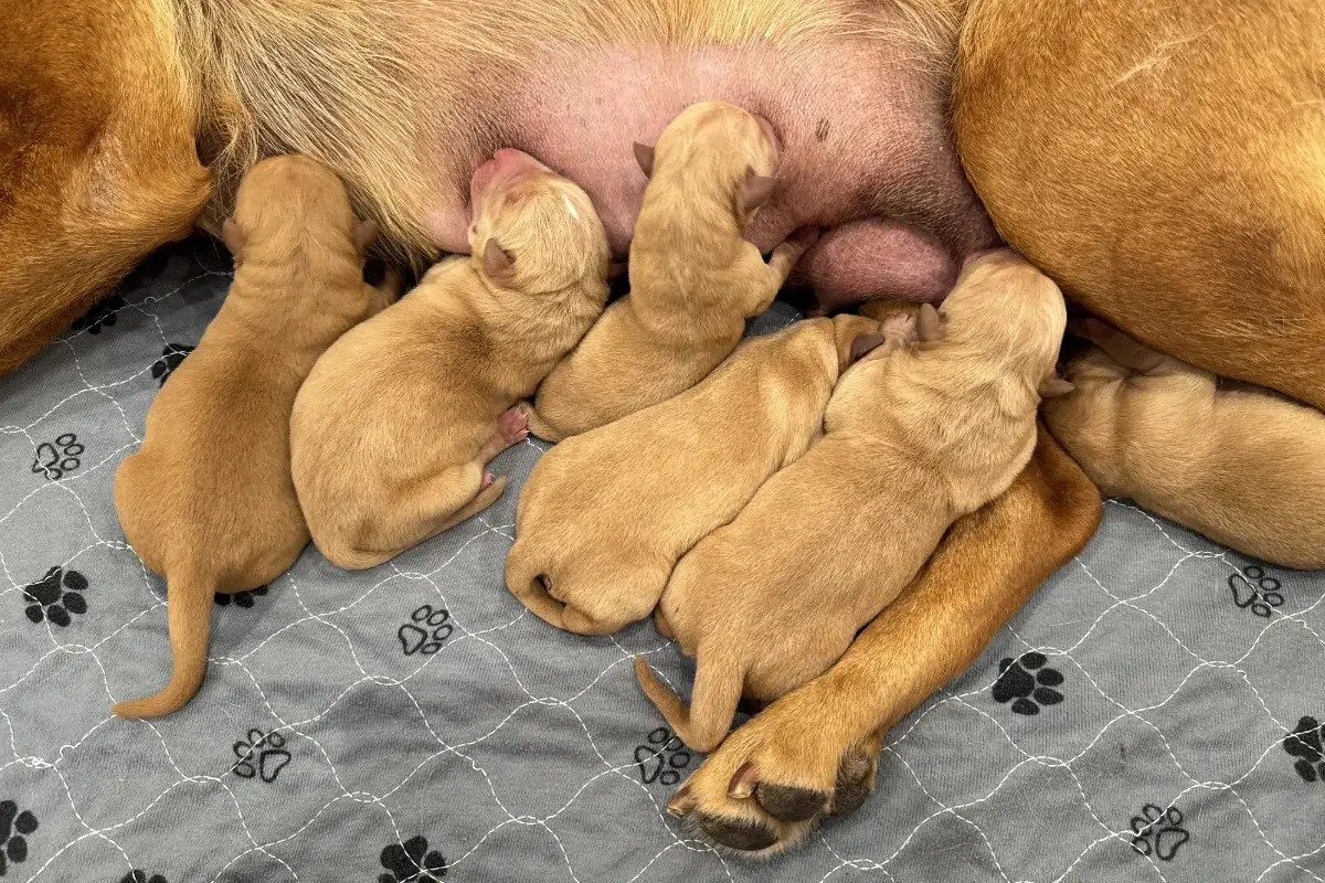 Week 1 Pupdate: The first litter for 2025 Week 1 Pupdate: The first litter for 2025