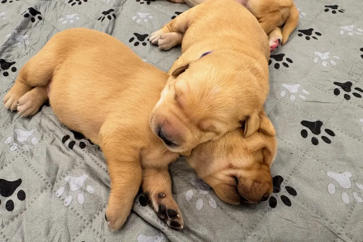 Week 2 Pupdate: Tails are wagging, bellies are full and personalities are emerging Week 2 Pupdate: Tails are wagging, bellies are full and personalities are emerging