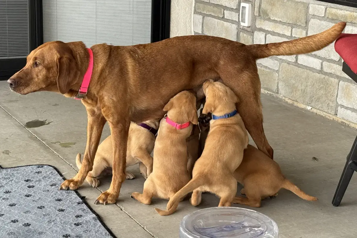 Week 5 Pupdate: Puppy playtime & preparing for your new pup! Week 5 Pupdate: Puppy playtime & preparing for your new pup!