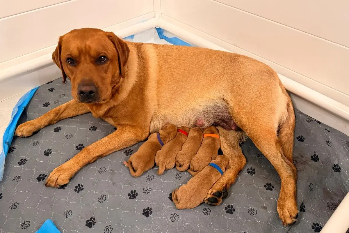 Charlie's Fall 2025 litter has arrived Charlie’s Fall 2025 litter has arrived