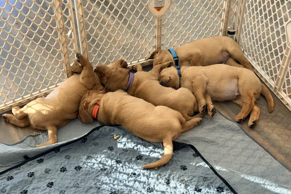 Week 6: Water play and our top puppy toy recommendations Week 6: Water play and our top puppy toy recommendations