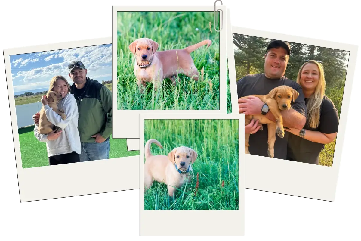 Photos A collage of five photos: a couple outdoors, two close-ups of a playful red fox labrador puppy in grass, the couple smiling and holding the puppy, and another solo shot of the puppy in a grassy field.