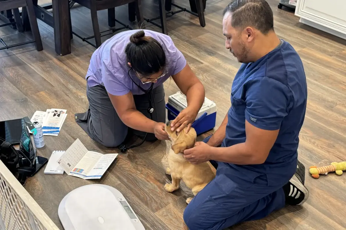 Final Pupdate: Week 7 - Our Spring 2025 litter is ready for their forever homes! Final Pupdate: Week 7 – Our Spring 2025 litter is ready for their forever homes!