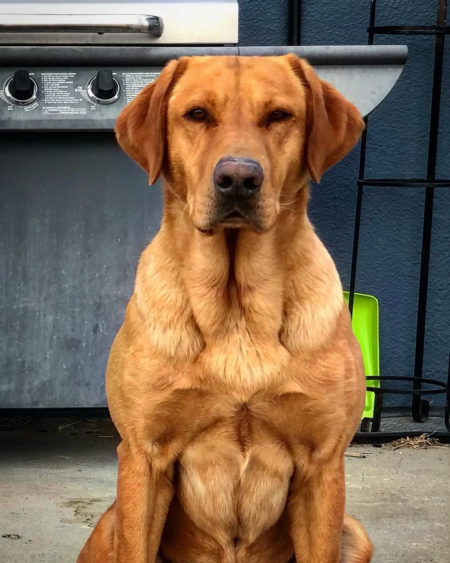 A muscular red fox labrador with short fur sits attentively in front of a silver grill and a blue wall, facing the camera with a calm, serious expression. A green object is partially visible behind the dog.