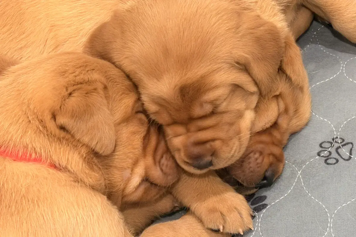 Week 3: Big growth and big firsts for these pups Week 3: Big growth and big firsts for these pups