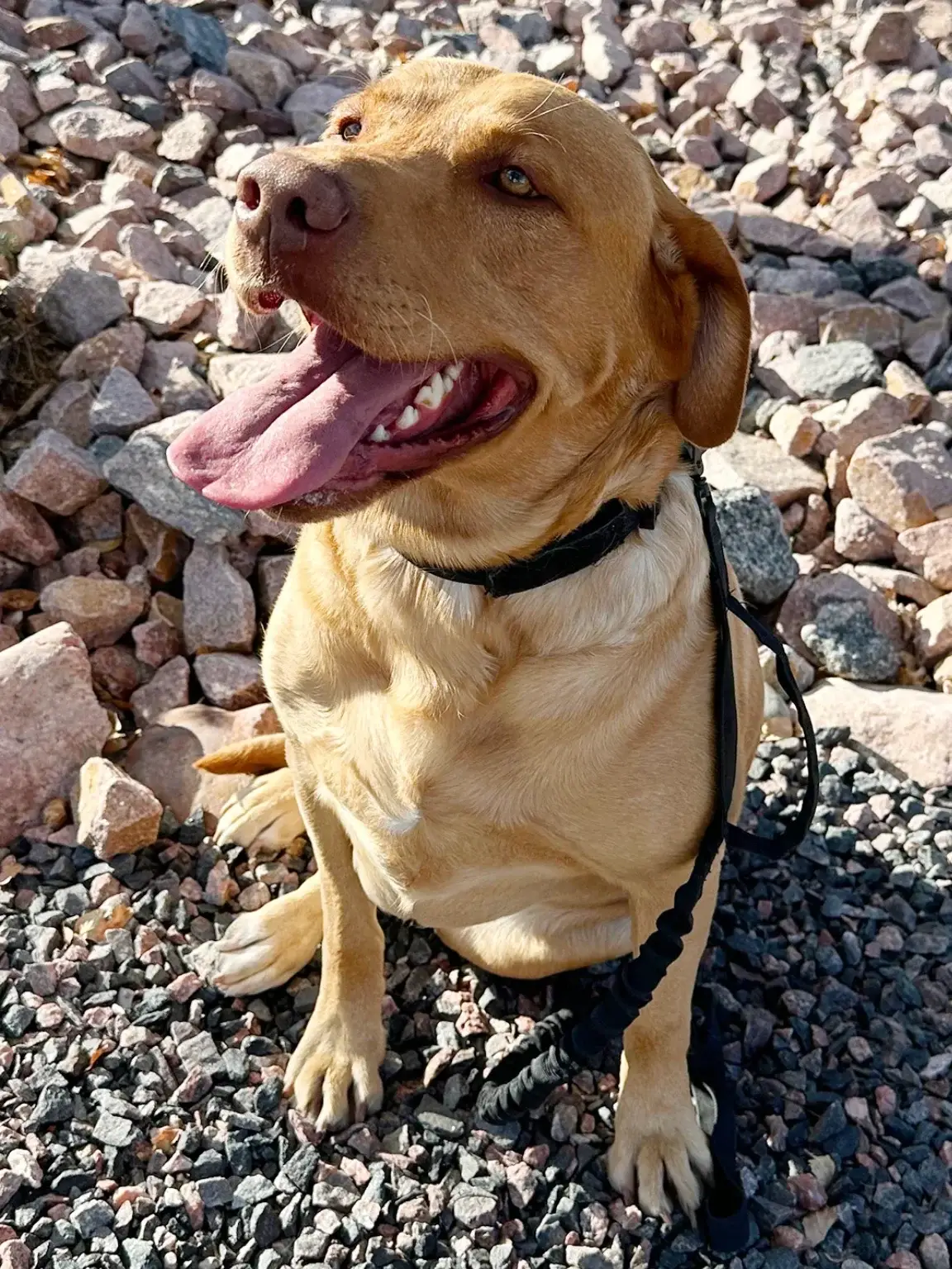 A cheerful red fox Labrador sits on rocky ground with its mouth open, tongue out, and leash attached, looking up in the sunlight.