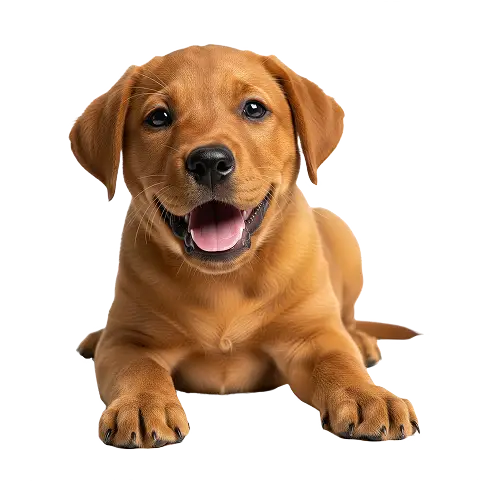 Pupdates A happy red fox labrador with floppy ears lies down facing forward, mouth open and tongue slightly out, on a white background.