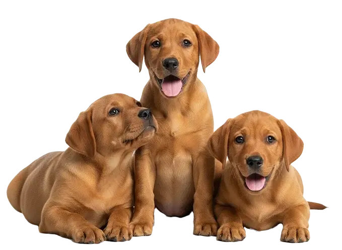 Three red labrador puppies sit close together. Two are lying down while one sits in the middle with its mouth open, appearing to smile. All have floppy ears and expressive eyes, looking directly at the camera.