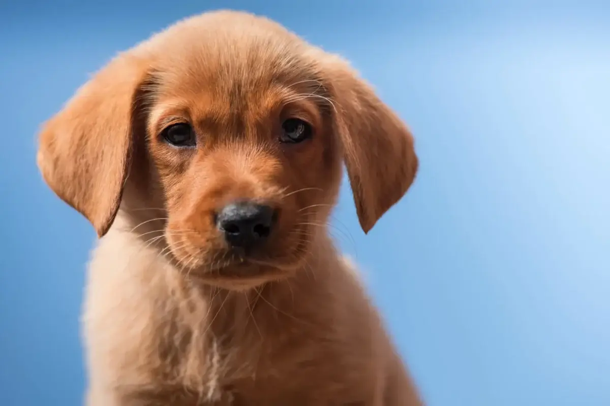 Red Fox Lab Puppies - Top 5 Things You Need to Know About This Breed A close-up of a red fox labrador puppy with floppy ears looking at the camera against a plain blue background.