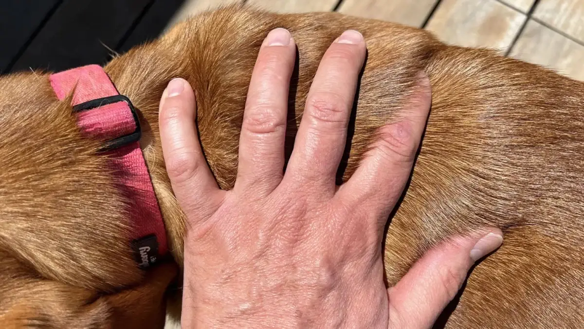 Do Red Fox Labs Shed? Best 3 Ways To Minimize Labrador Shedding A person's hand gently rests on the back of a red fox labrador wearing a red collar, with sunlight highlighting both the hand and the dog's fur.