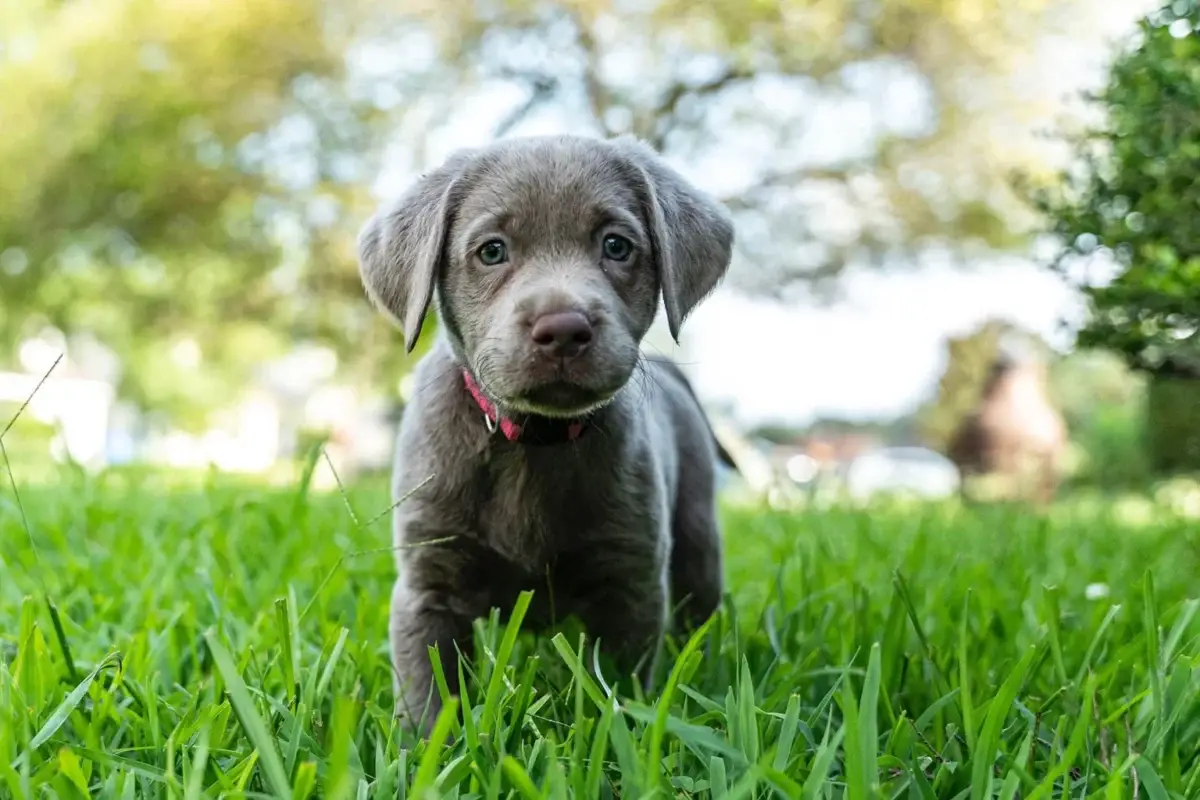 Red Fox Lab Puppies - Top 5 Things You Need to Know About This Breed A gray puppy with a pink collar stands in green grass, looking directly at the camera. The blurred background features trees and sunlight, creating a soft outdoor scene—perfect for a playful red labrador puppy or red fox labrador companion.