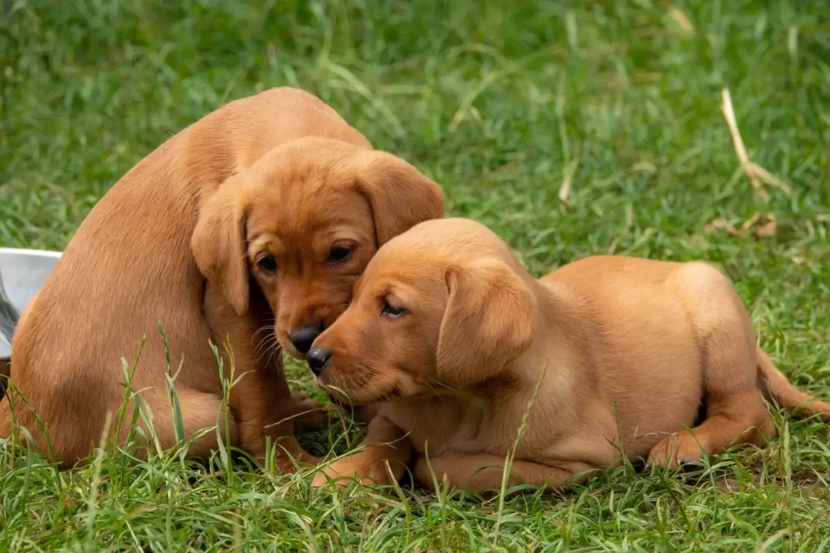 Red Fox Lab Puppies - Top 5 Things You Need to Know About This Breed Two red fox labrador puppies are sitting close together on green grass, one upright and nuzzling the other, who is lying down. Both have short fur and appear calm and affectionate.