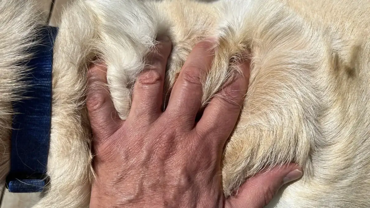 Do Red Fox Labs Shed? Best 3 Ways To Minimize Labrador Shedding A close-up of a person's hand gently pressing into the thick, light-colored fur of a red labrador puppy, highlighting the contrast between human skin and the soft animal fur.