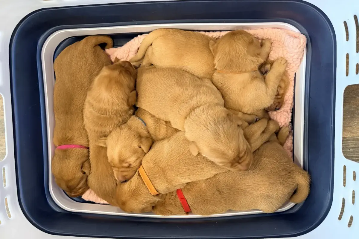 Seven red puppies cuddle together on a soft pink blanket inside a blue and white laundry basket. Some wear colored collars, and all are sleeping closely together in this adorable pupdate