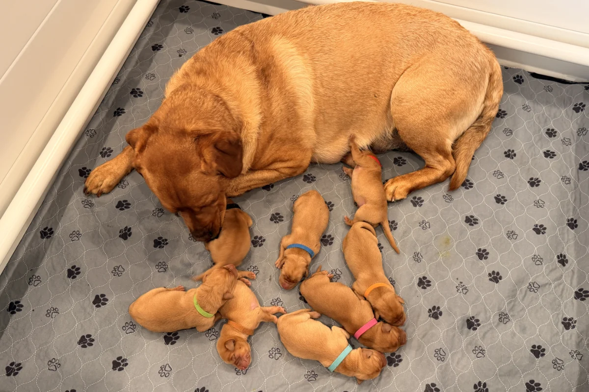 A red dog lies on a gray paw-print mat with eight newborn puppies, each wearing a different colored collar, gathered closely around her—these are Charlie’s puppies, enjoying the warmth and comfort of their first summer together.