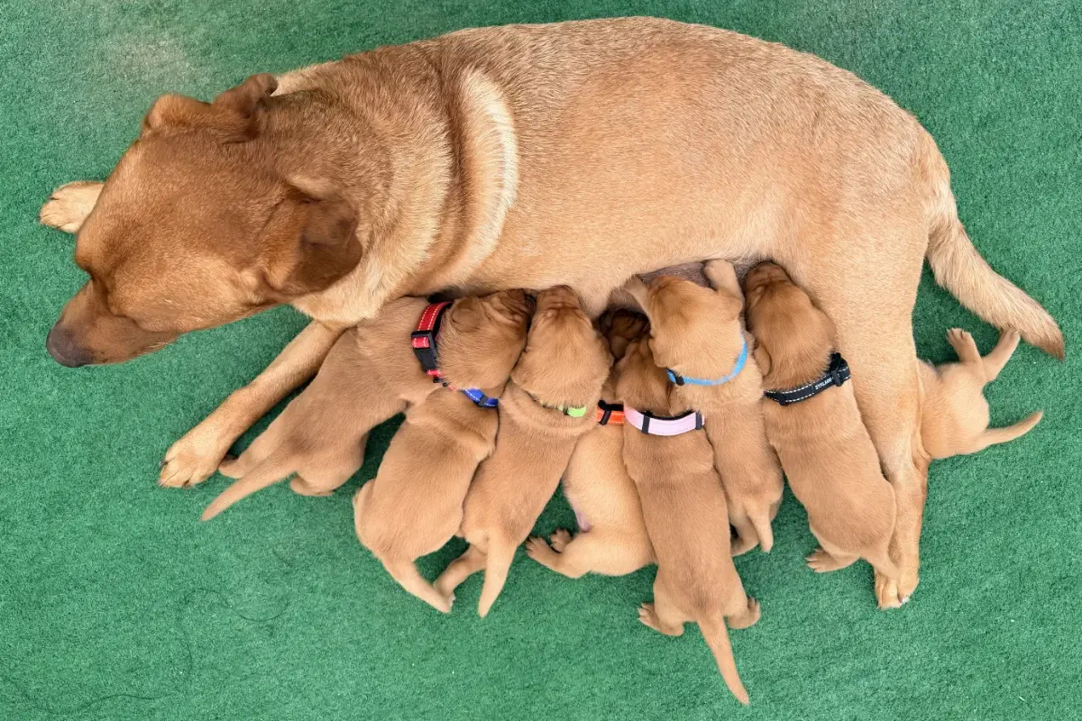 Week 2 Pupdate: Eyes Open and Exploring the World