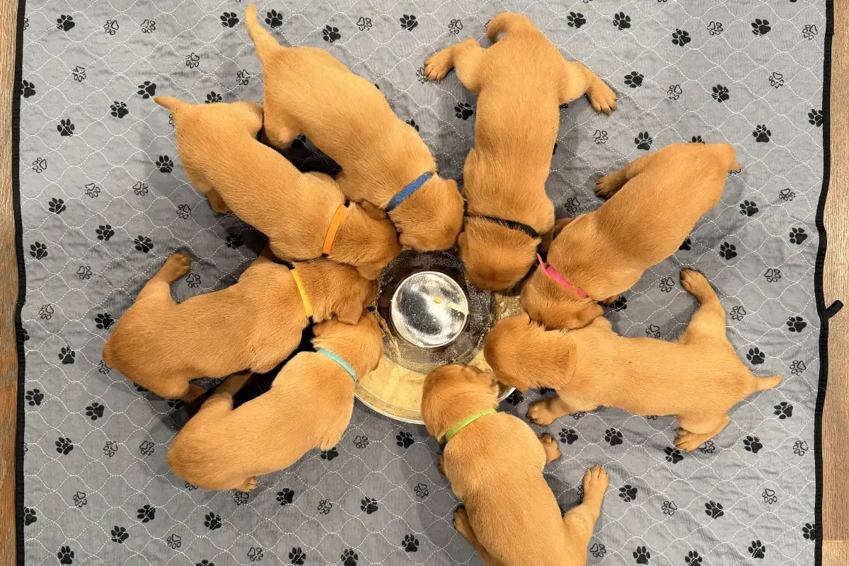 Week 3 Pupdate: Puppy Mush, First Baths and a Bigger Home