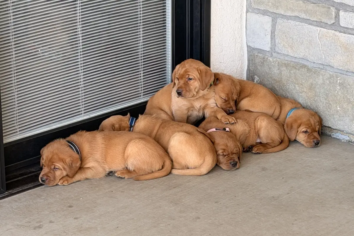Week 4 Pupdate: Weaned and Tunnel Time