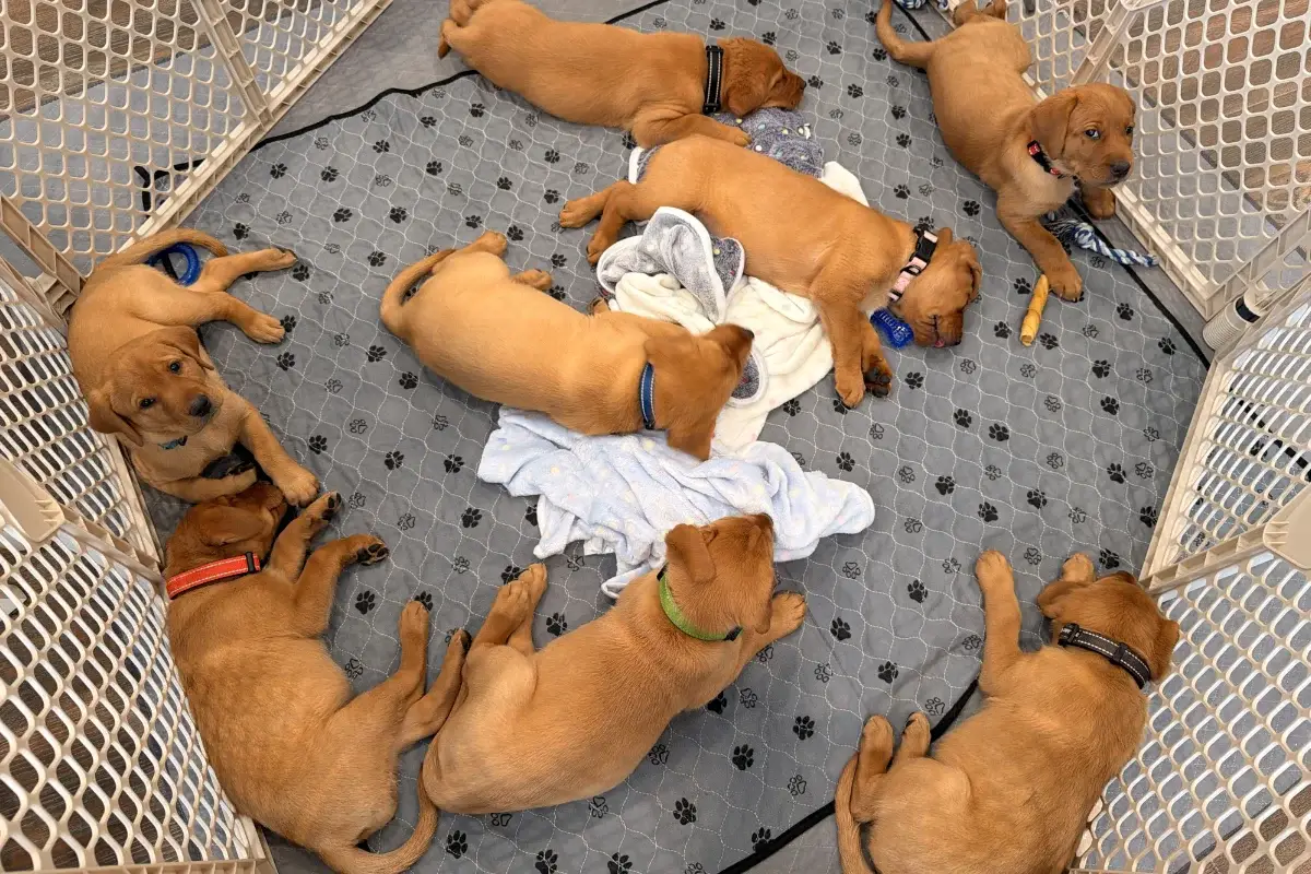 Week 5 Pupdate: A little late…(sorry)