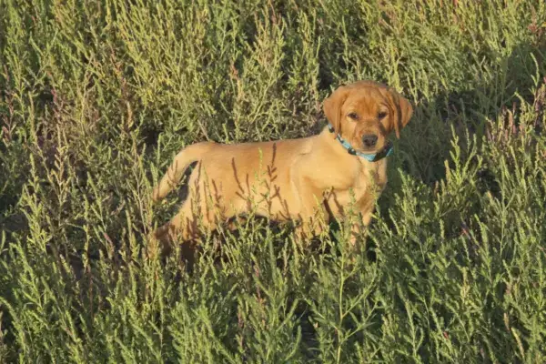 Week 6 Picture Time! A red Labrador puppy puppy sits in a patch of green grass.