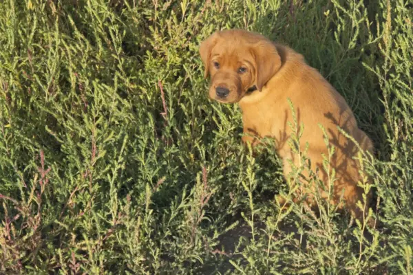 Week 6 Picture Time! A red Labrador puppy puppy sits in a patch of green grass.