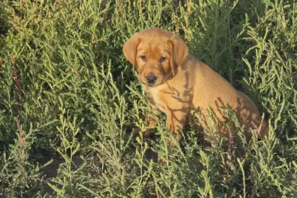 Week 6 Picture Time! A red Labrador puppy puppy sits in a patch of green grass.