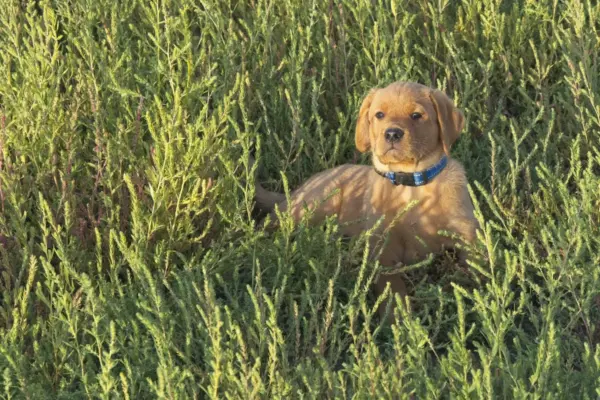 Week 6 Picture Time! A red Labrador puppy puppy sits in a patch of green grass.