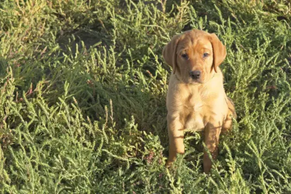 Week 6 Picture Time! A red Labrador puppy puppy sits in a patch of green grass.