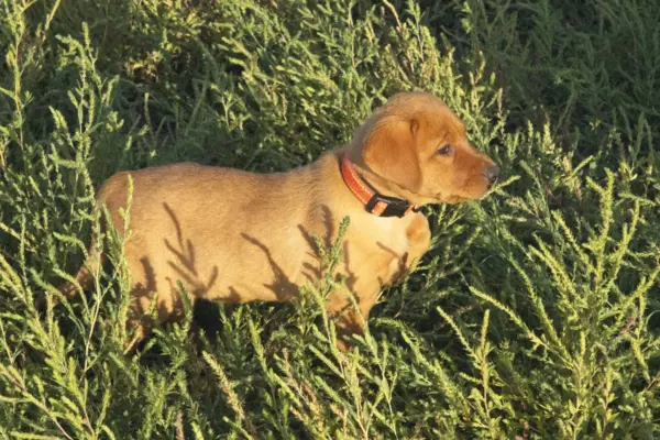 Week 6 Picture Time! A red Labrador puppy puppy sits in a patch of green grass.