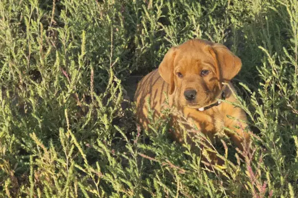 Week 6 Picture Time! A red Labrador puppy puppy sits in a patch of green grass.
