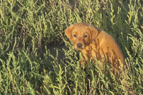 Week 6 Picture Time! A red Labrador puppy puppy sits in a patch of green grass.
