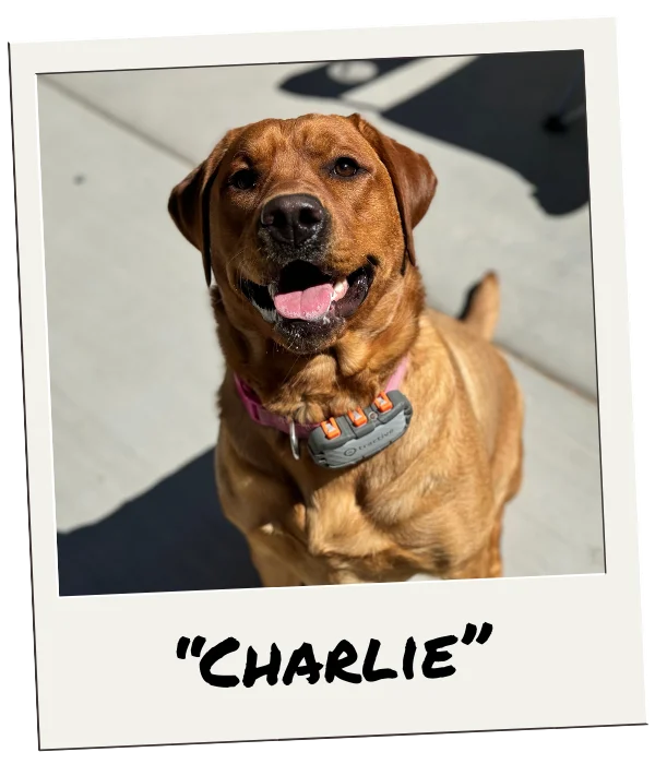 charlie female red fox lab on sunny patio