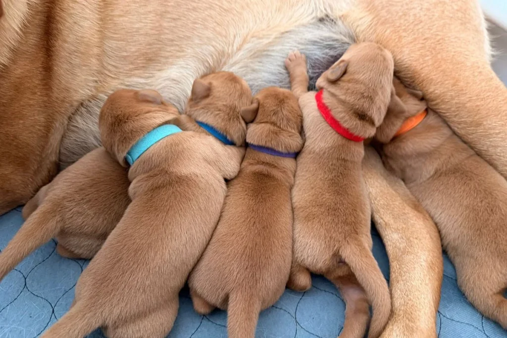 Five Big Pups with colored collars nurse from their mother on a blue quilted surface, marking a precious Week 1 milestone.