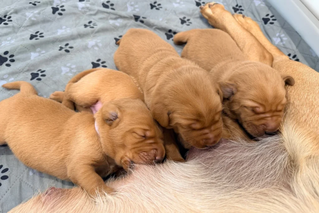 Week 2 Pupdate: Four newborn puppies with light brown fur are nursing from their mother while lying on a gray blanket with black paw prints. Charlie's First Litter is growing fast!.