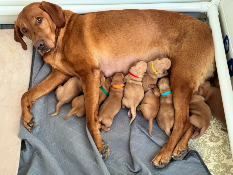 Red labrador mom nursing her puppies