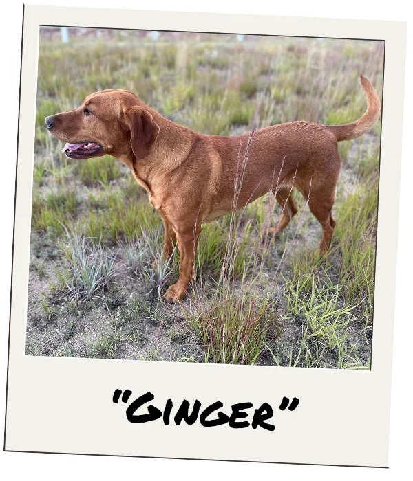 ginger female red labrador in field