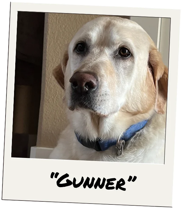 gunner male yellow labrador photograph