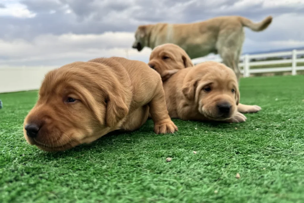 Three brown puppies lounge on green artificial grass, enjoying a pupdate while an adult dog stands in the background near a white fence under a cloudy sky.