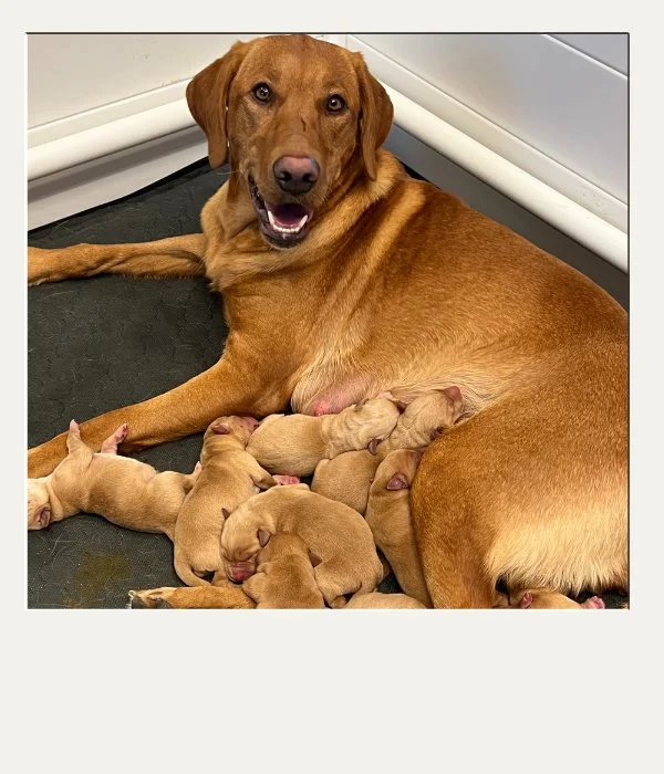 photo of red labrador puppy litter