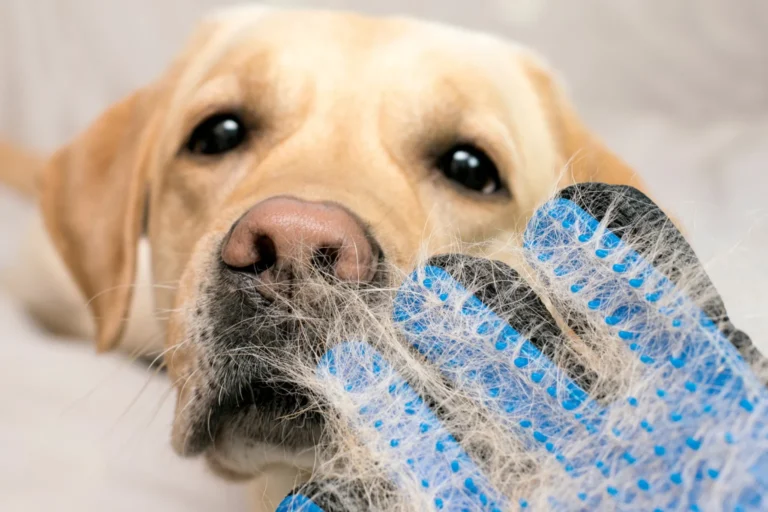 photo of a labrador and use of a deshedding glove