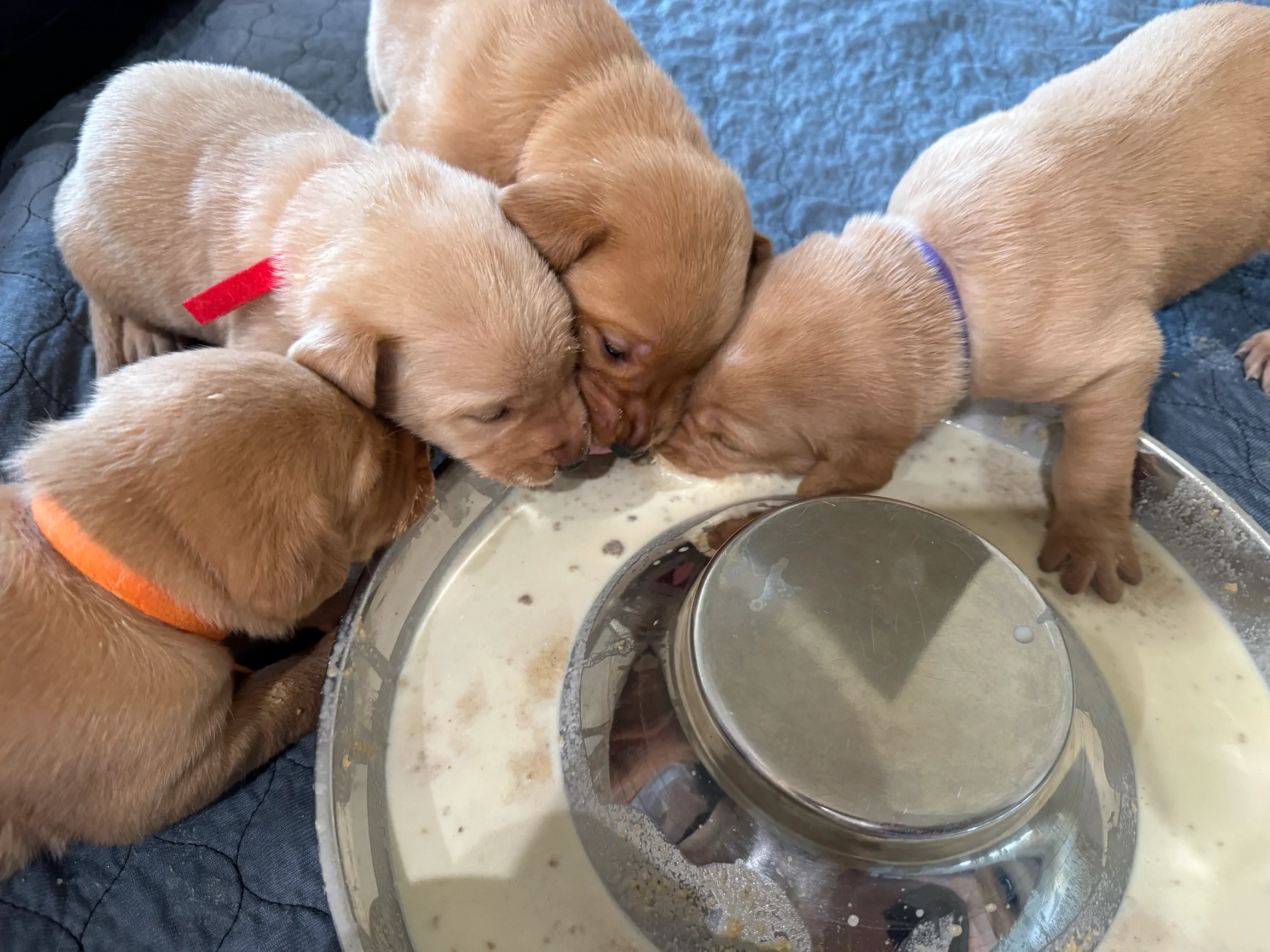Four puppies drinking milk from a bowl