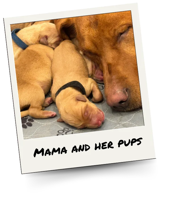 photo of ginger a red fox labrador with her new puppies