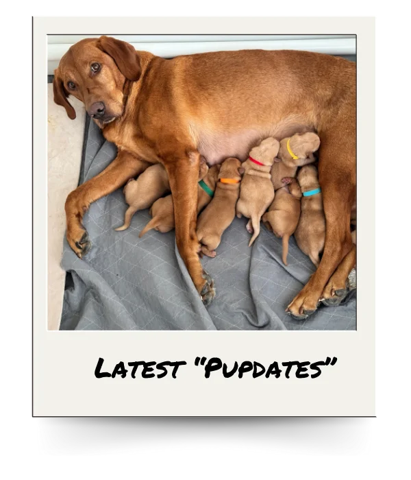 red labrador mom nursing puppies, cute pet update photo