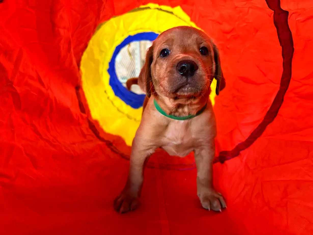 Red Labrador puppy inside a colorful play tunnel